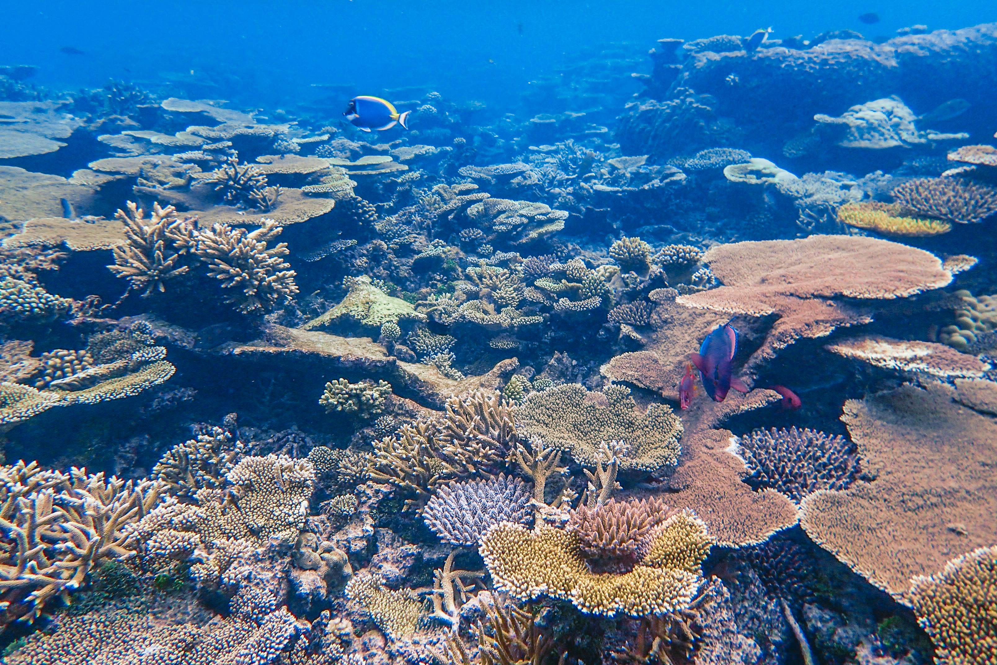 Marine Life Guide: What to See Diving in Bali