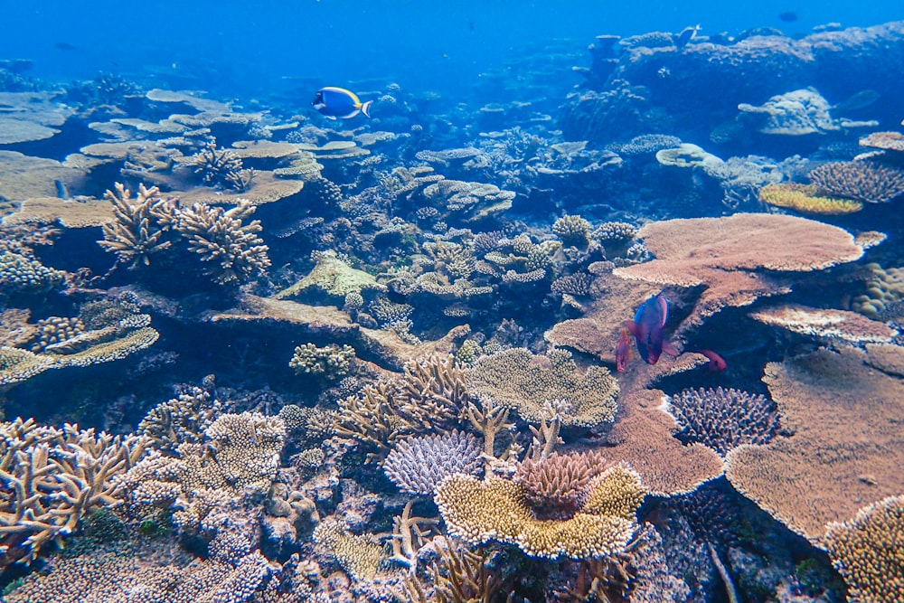 red and white fish on coral reef