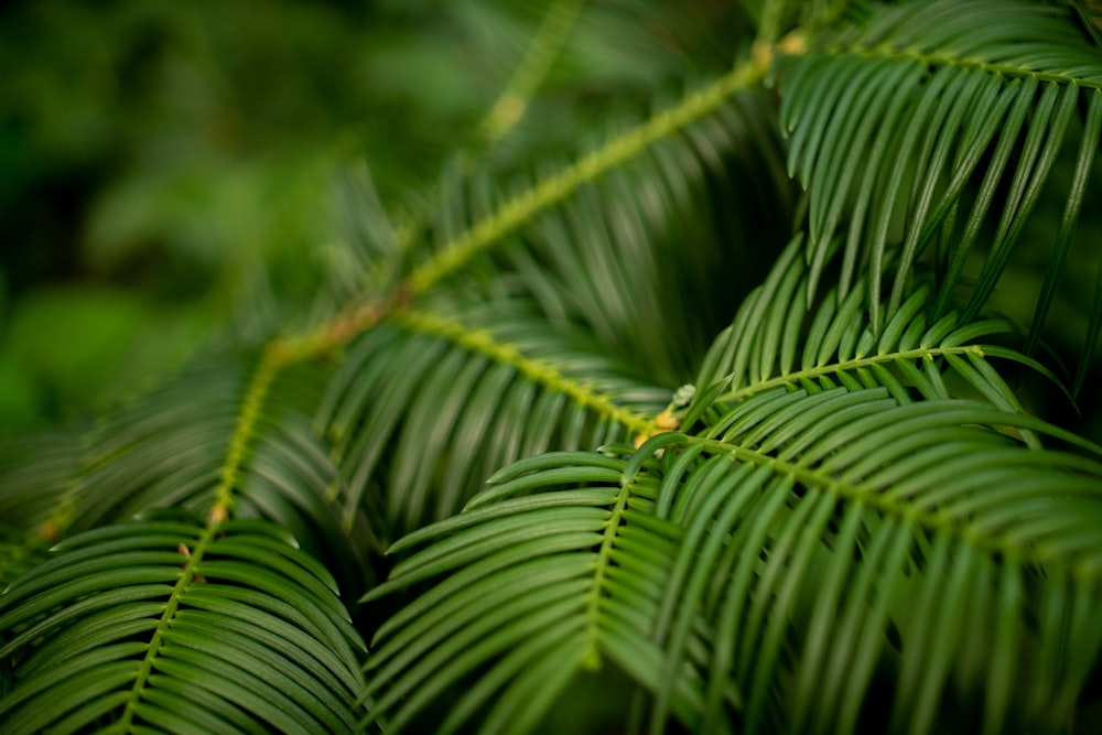 Grüne Blattpflanze in Nahaufnahme