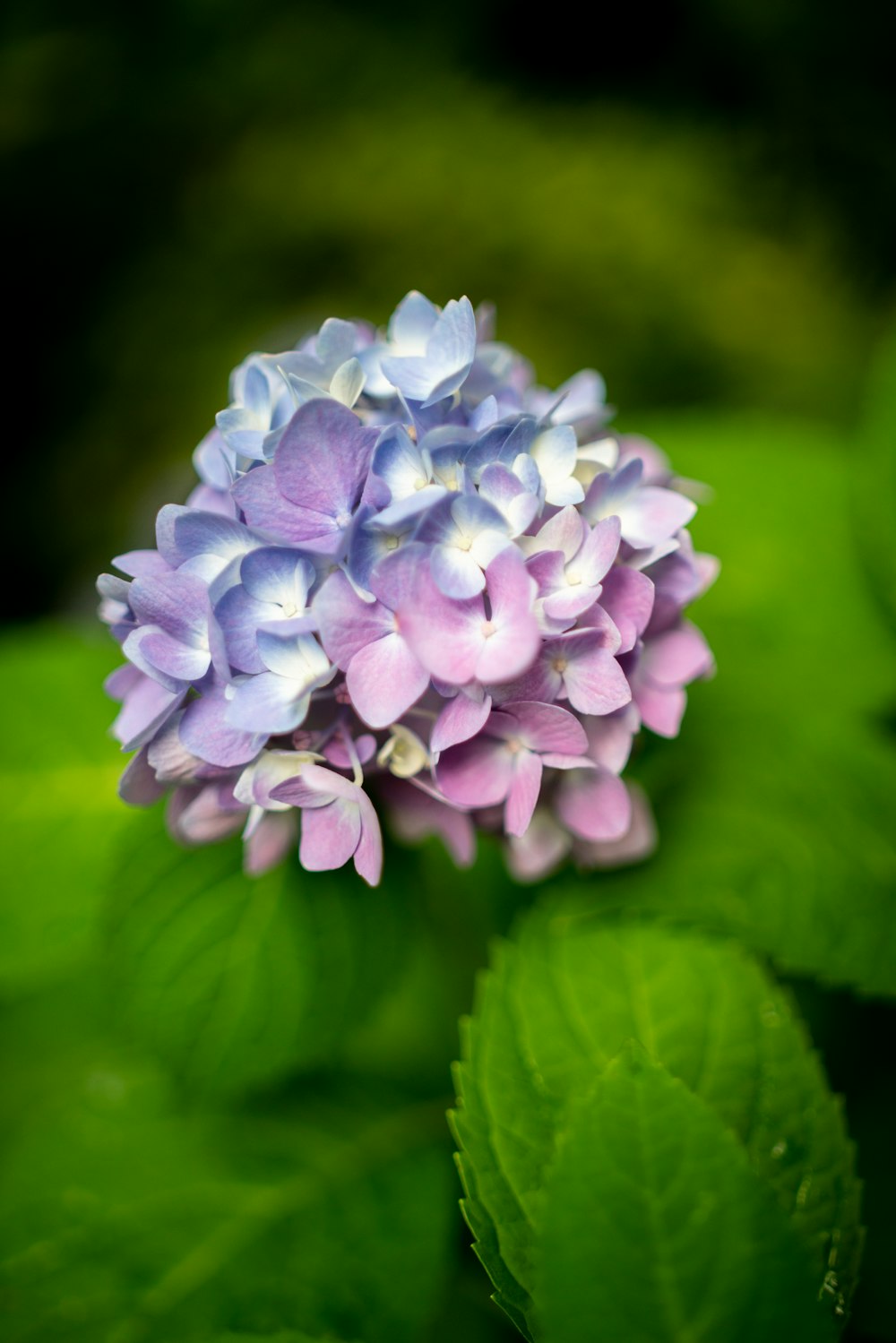 マクロショットの紫色の花