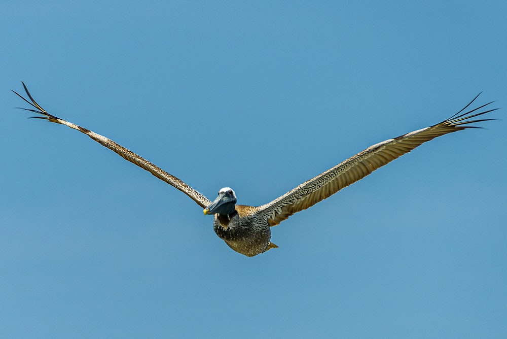 Uccello marrone che vola sotto il cielo blu durante il giorno