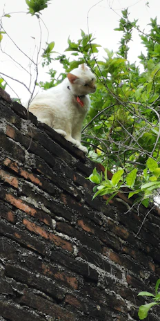 An elegant white cat perched gracefully on a garden fence, gazing into the distance.