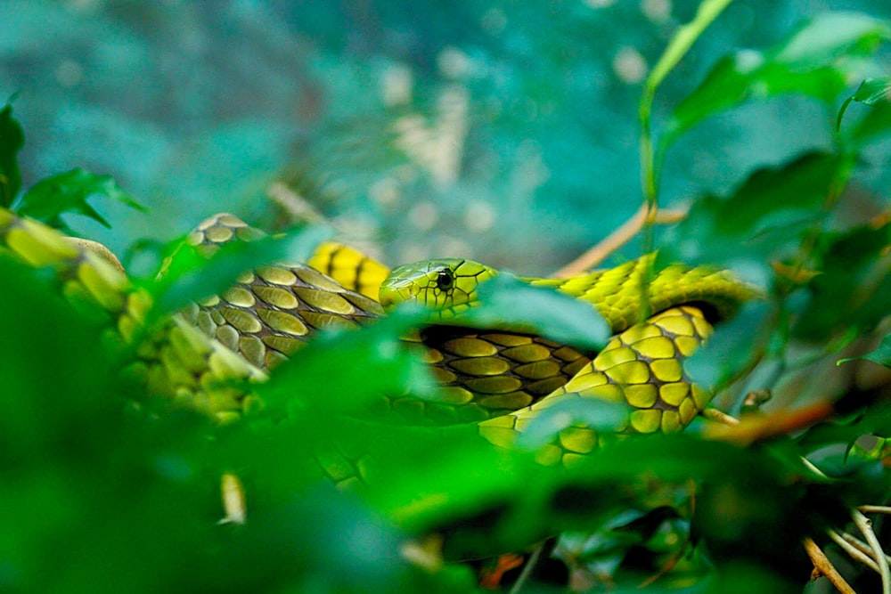 green snake on body of water