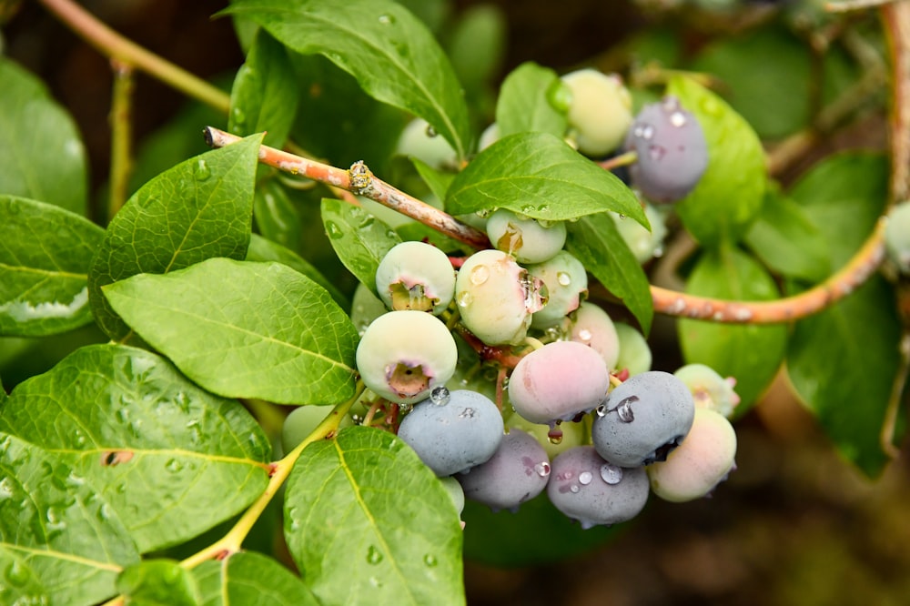 purple round fruits on green leaves
