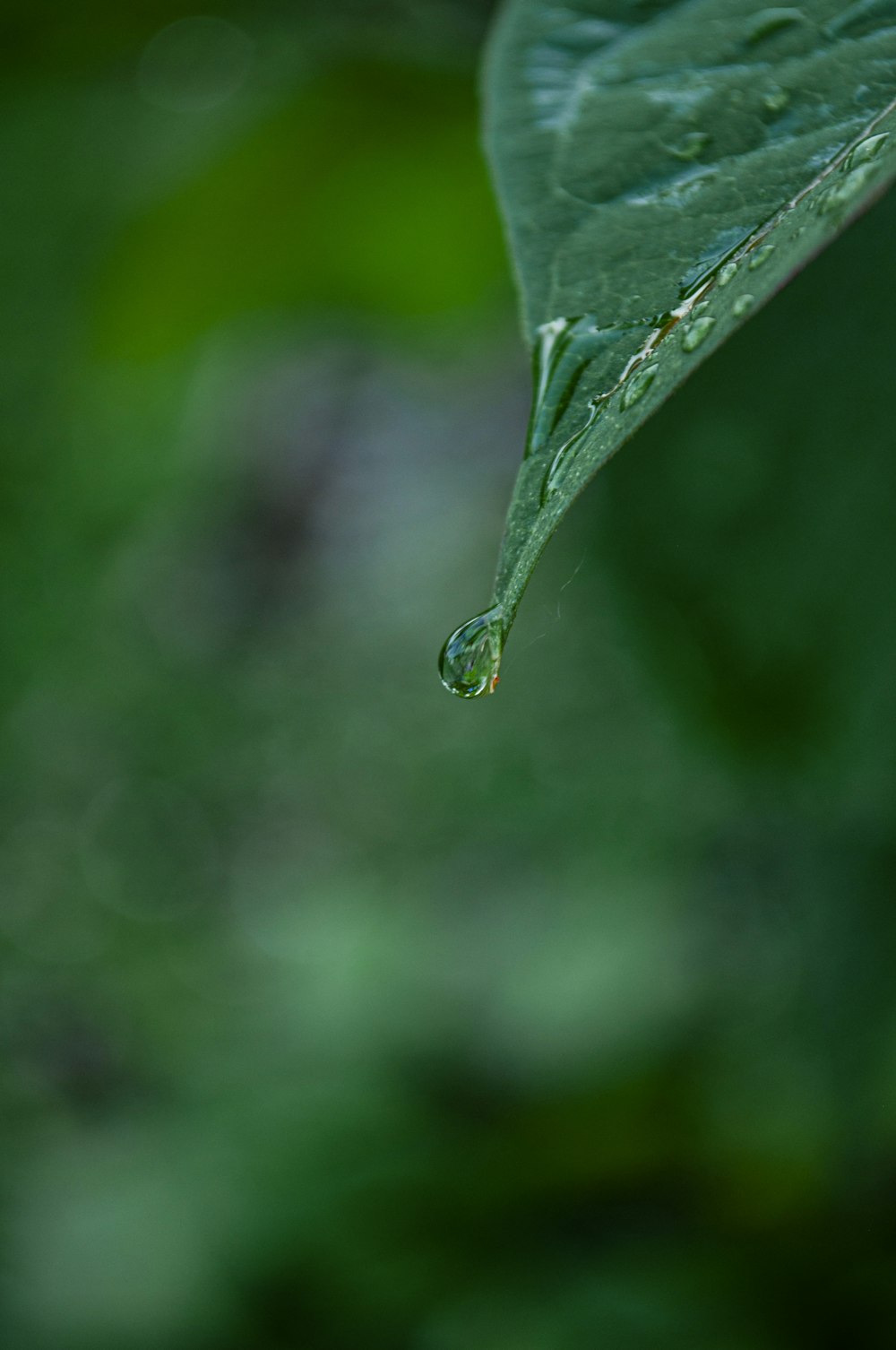 Rugiada d'acqua su foglia verde