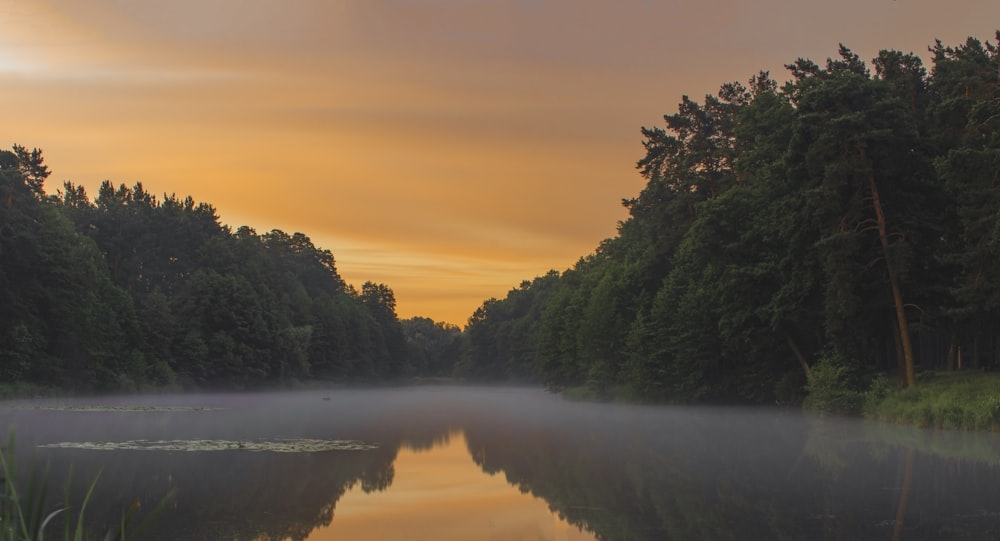 green trees beside river during sunset