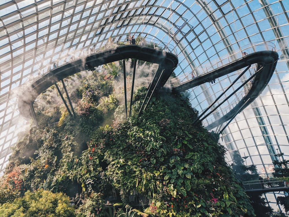 pianta verde all'interno di un edificio