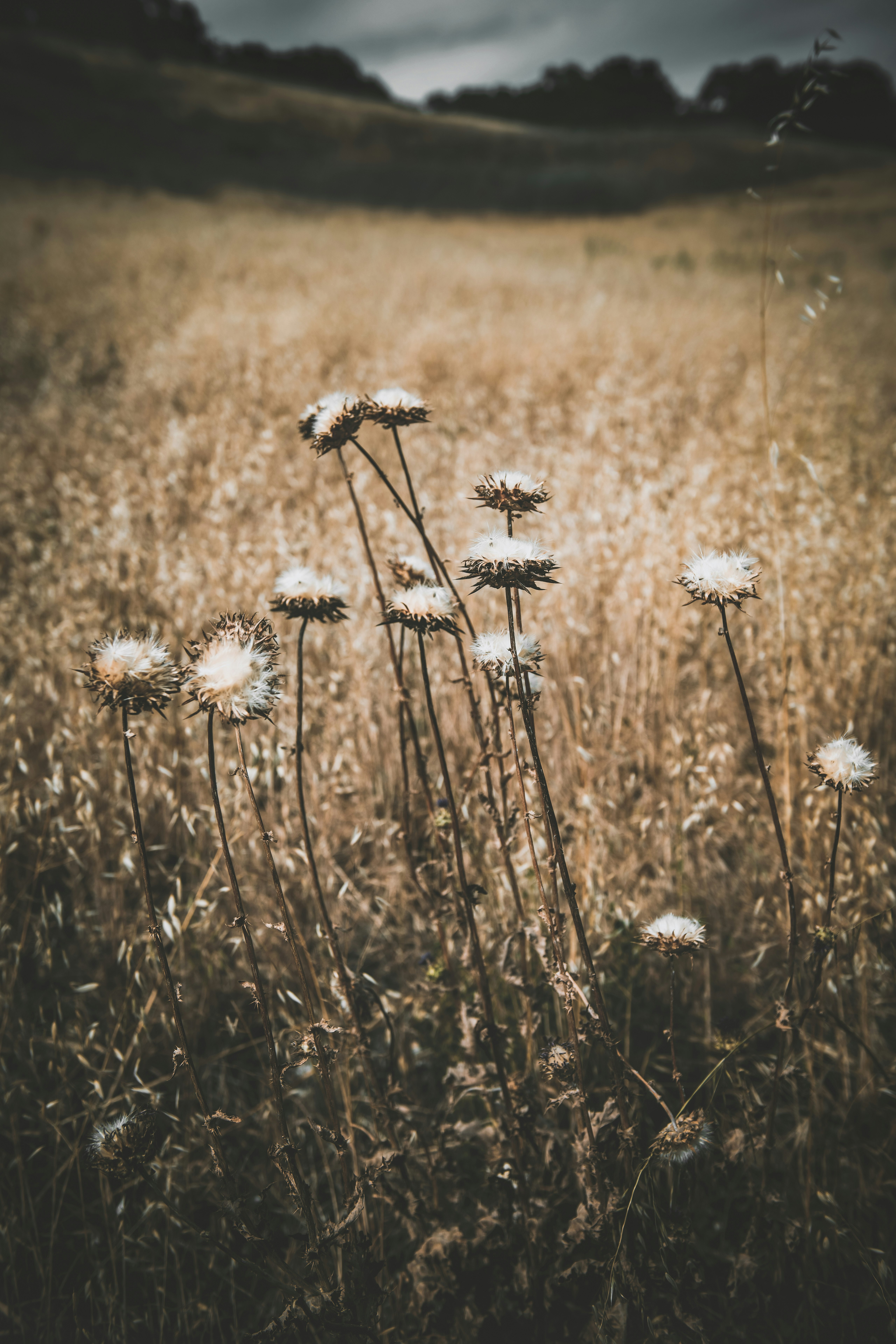 white and yellow flowers in brown field