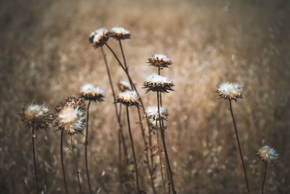 white and brown flower in tilt shift lens