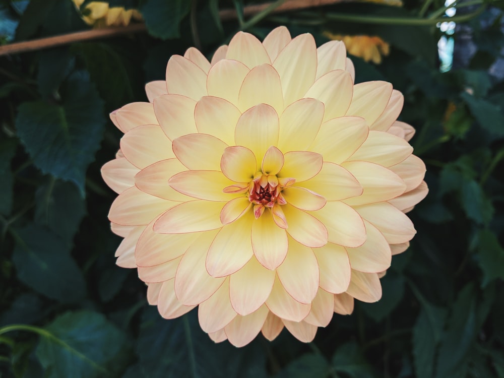 white flower in macro shot