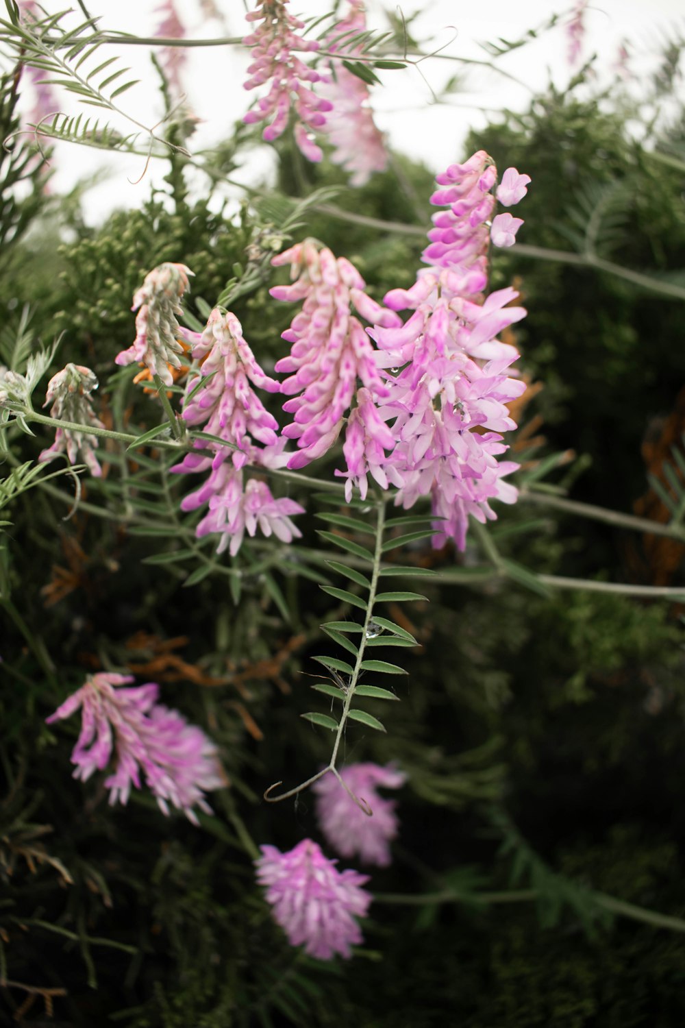 pink flowers in tilt shift lens