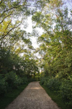 green trees beside gray concrete pathway
