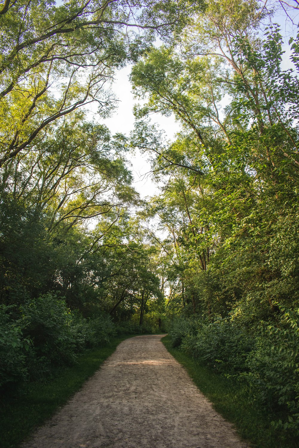 green trees beside gray concrete pathway