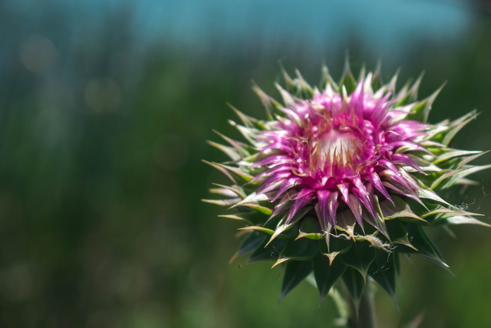 pink and green flower in tilt shift lens