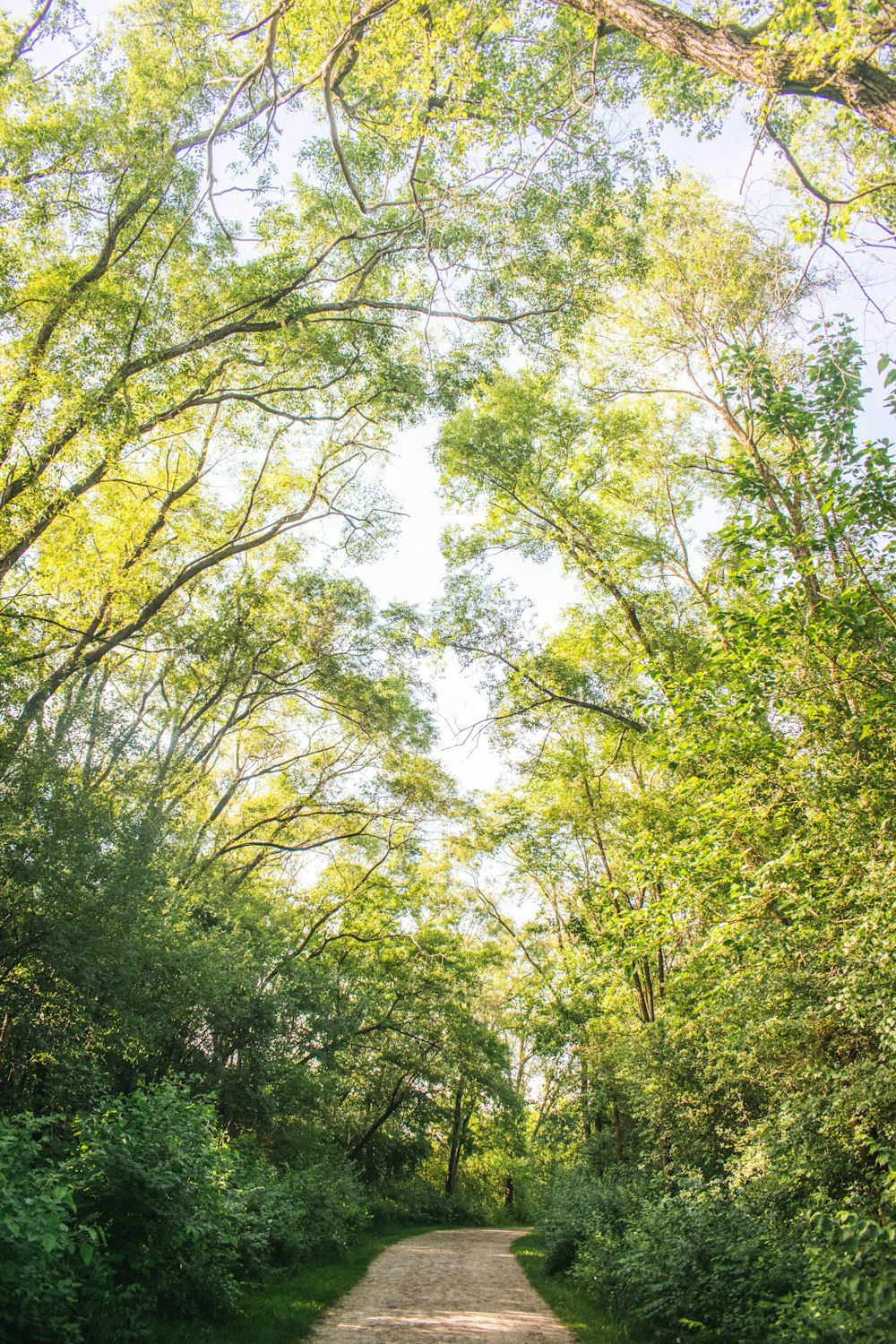 alberi verdi sotto il cielo bianco durante il giorno