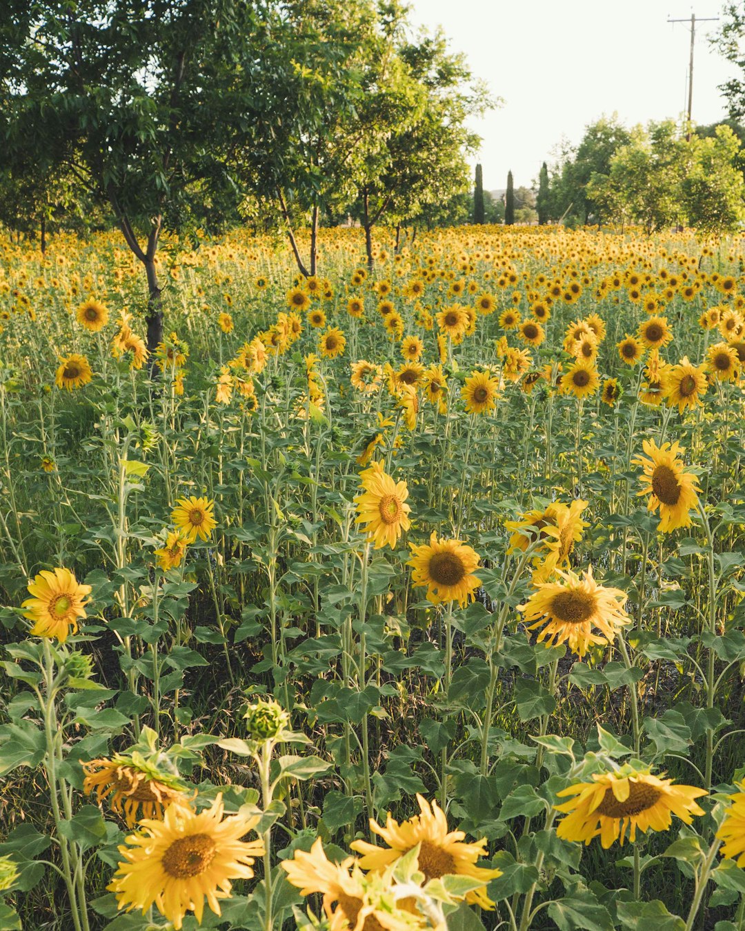 yellow flower field during daytime