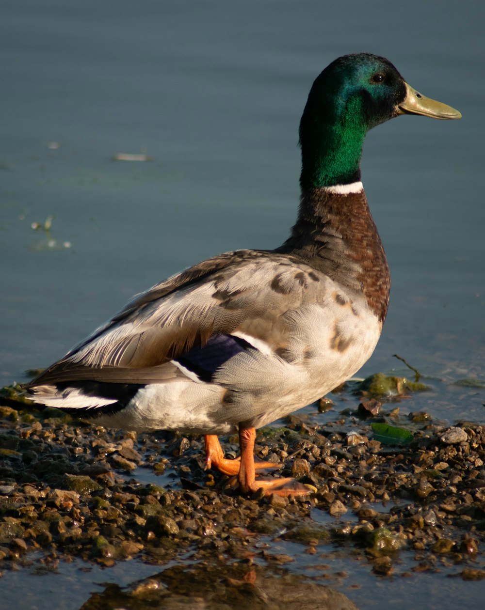 mallard duck on green grass near body of water during daytime