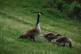 A goose stands on a grassy field accompanied by two goslings, surrounded by lush greenery. The scene is serene and natural, with the birds grazing peacefully.
