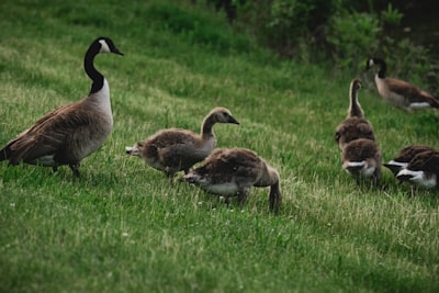flock of geese on green grass field during daytime carols google meet background