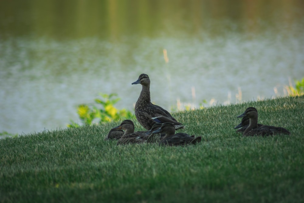 black duck on green grass near body of water during daytime