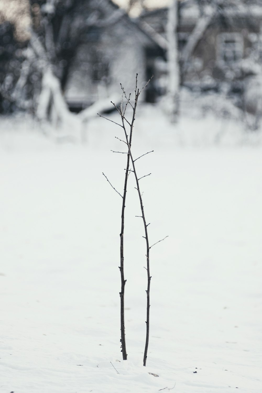 brown leafless tree on snow covered ground