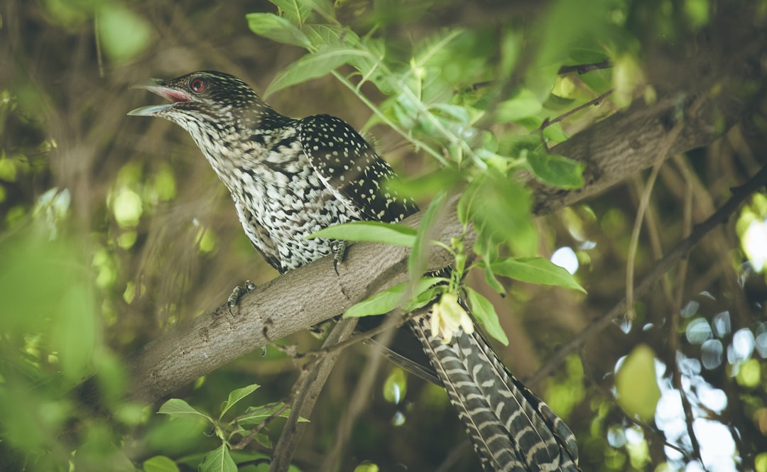 black and white bird on tree branch