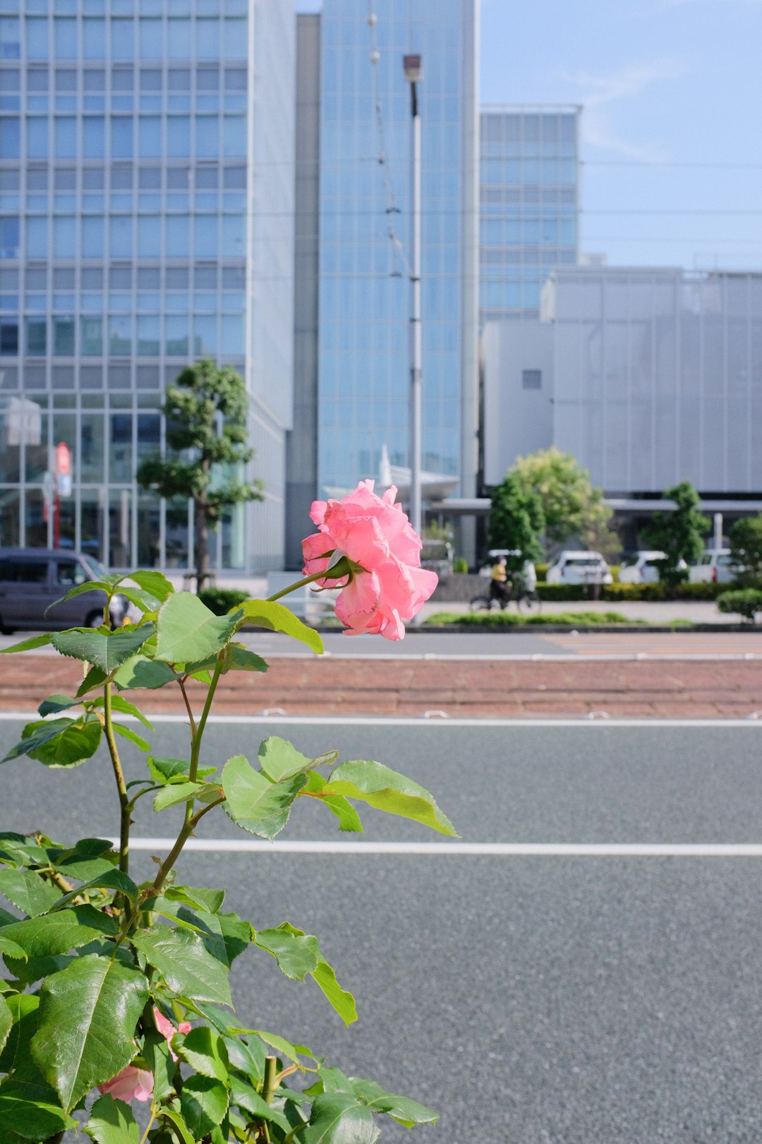 pink rose in front of building