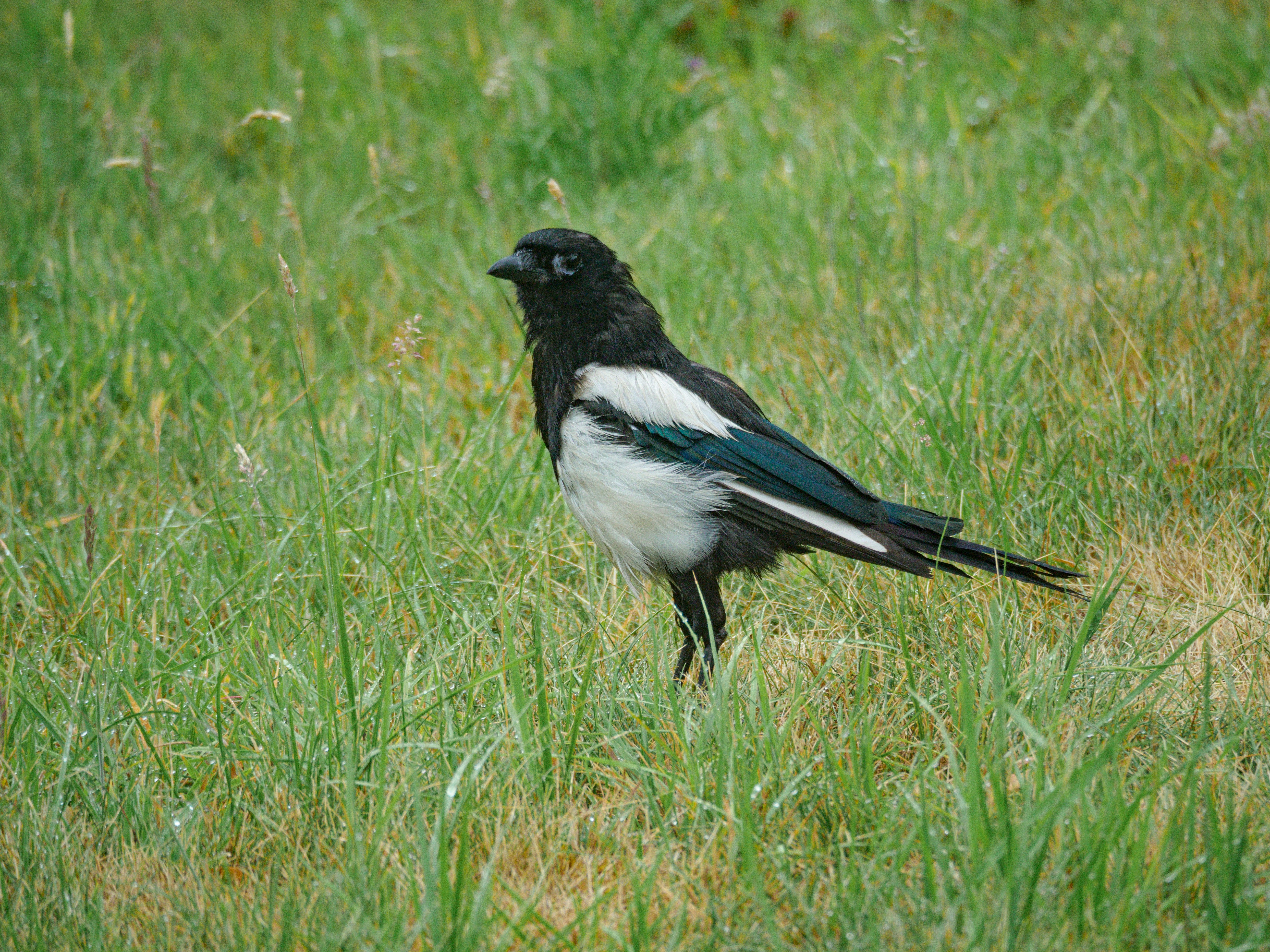 Définition de pie Dictionnaire français
