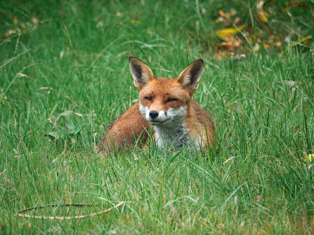 brown fox on green grass during daytime