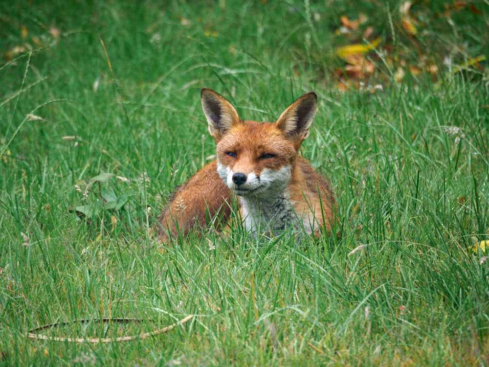 Brauner Fuchs tagsüber auf grünem Gras