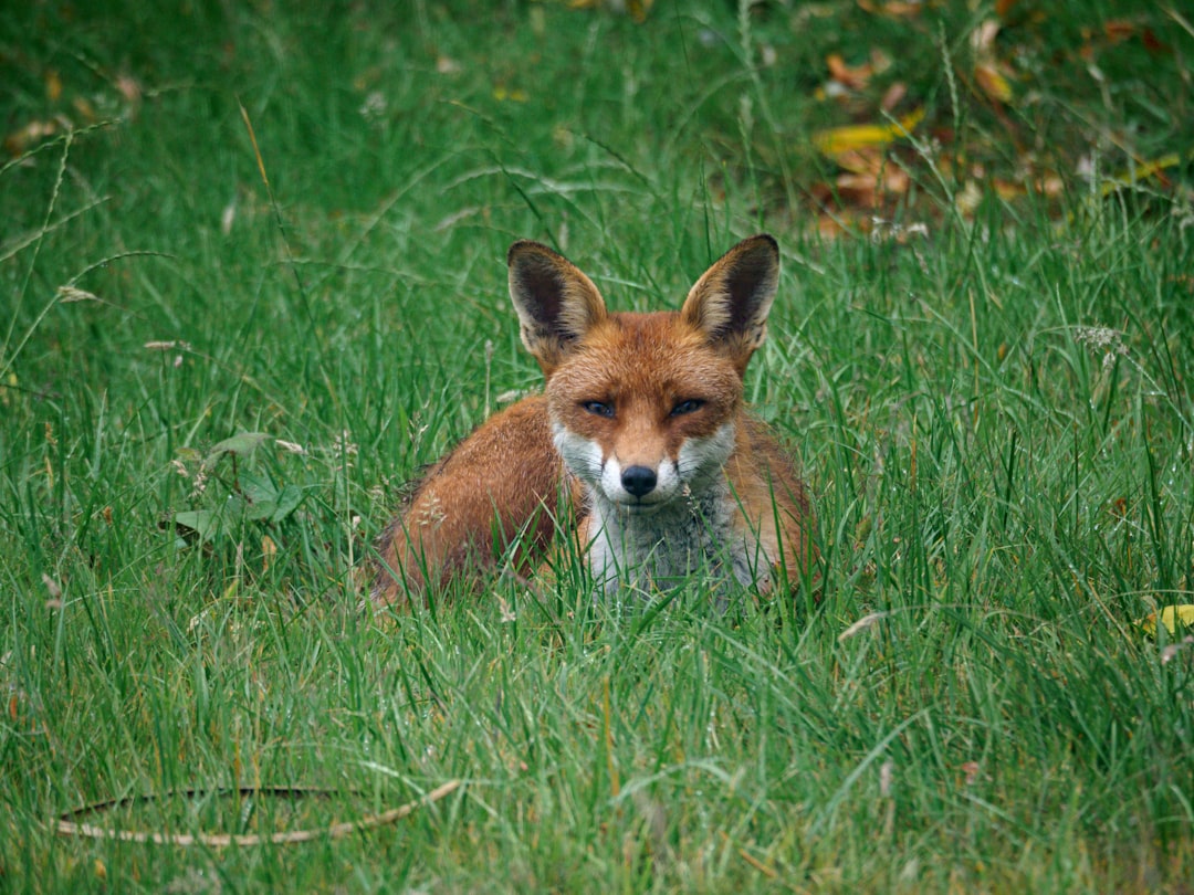 brown fox on green grass during daytime