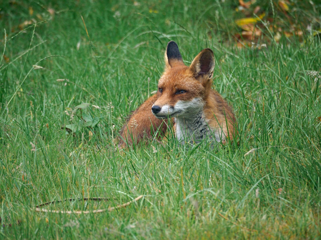 brown fox on green grass during daytime