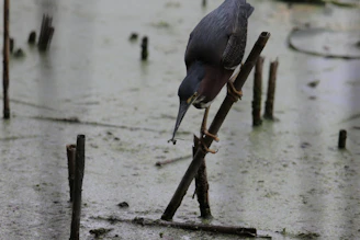 Bird balancing carefully on a narrow perch, highlighting improved grip and coordination.