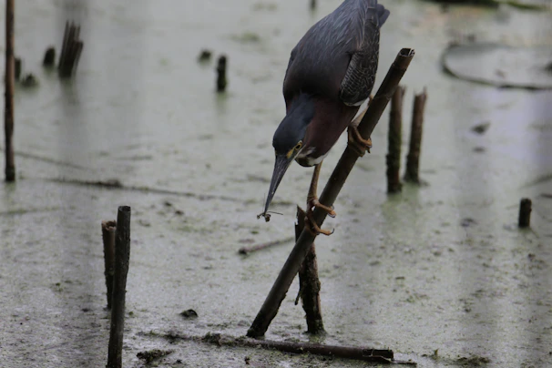 Bird balancing carefully on a narrow perch, highlighting improved grip and coordination.