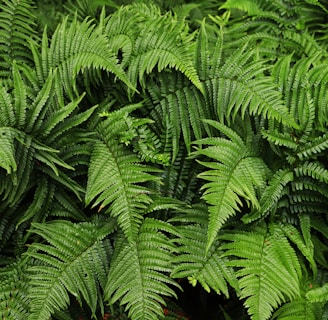 green fern plant in close up photography