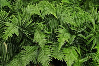 green fern plant in close up photography