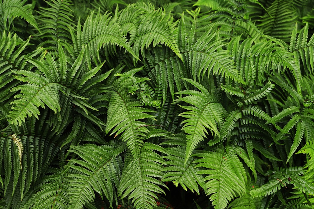 pianta di felce verde in fotografia ravvicinata