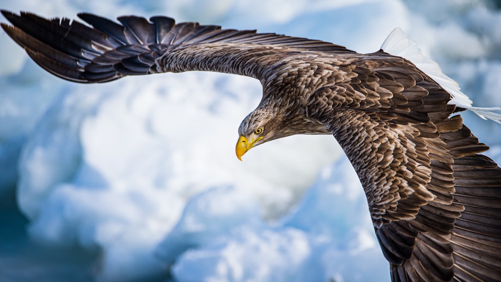 águila marrón y blanca volando