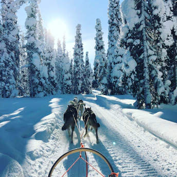 A joyful sled dog team racing through a snowy forest trail at dawn.