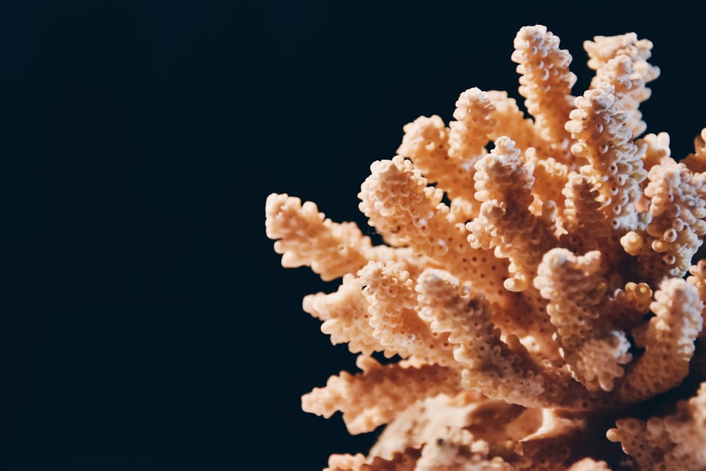 white and brown coral reef