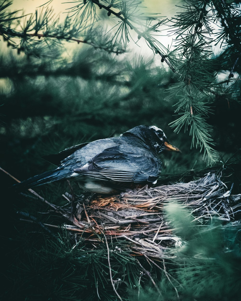 gray bird on brown tree branch during daytime