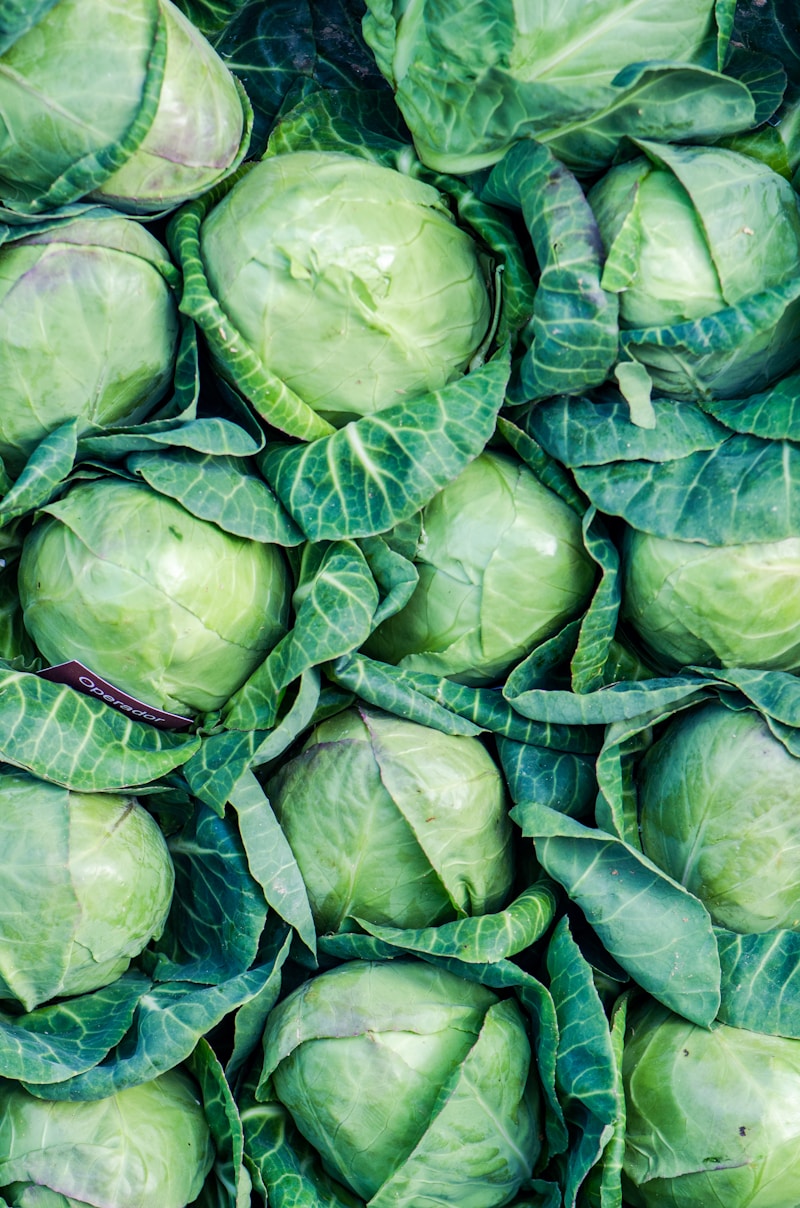Fresh Cabbage