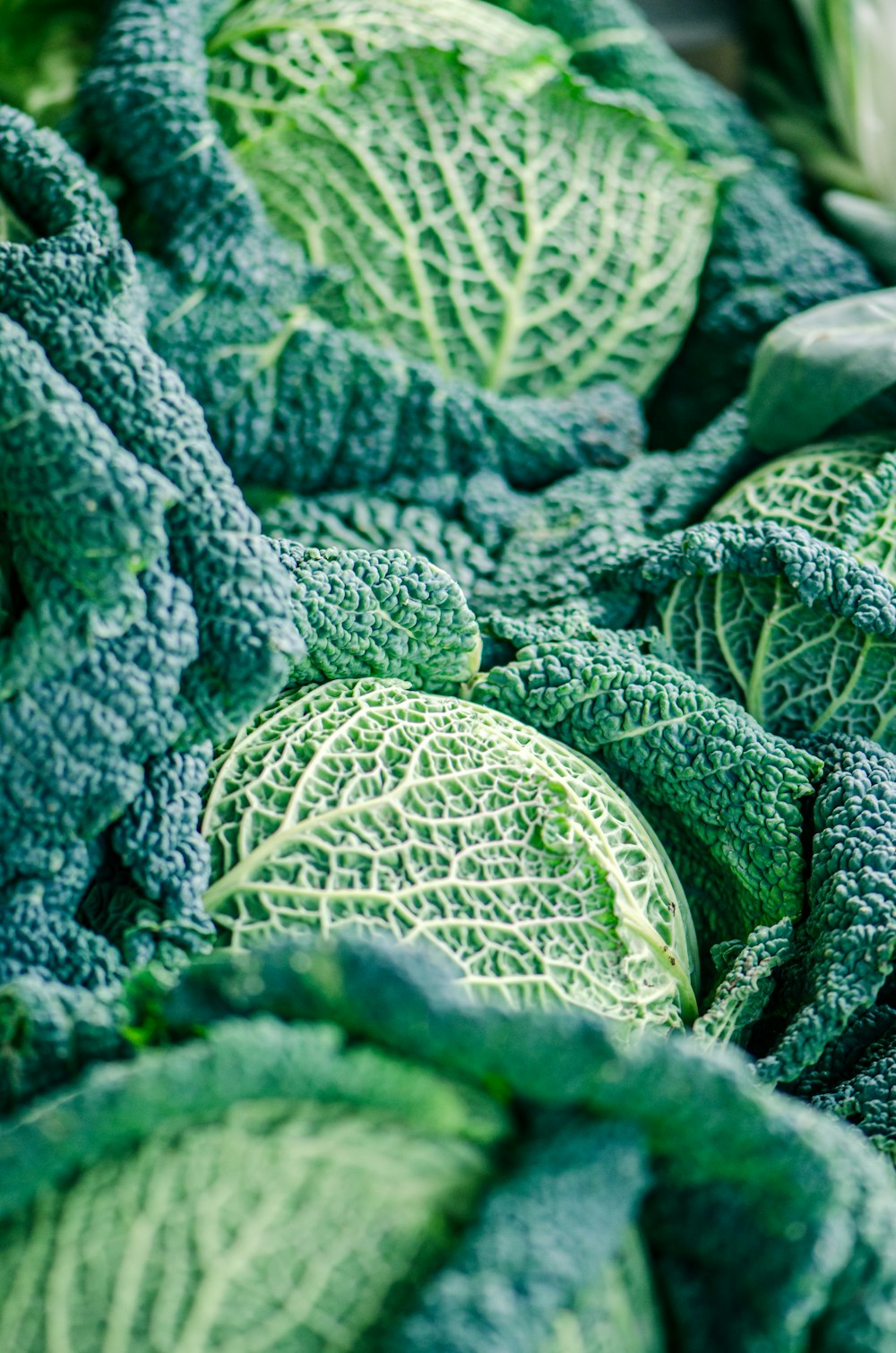 green and gray plant leaves