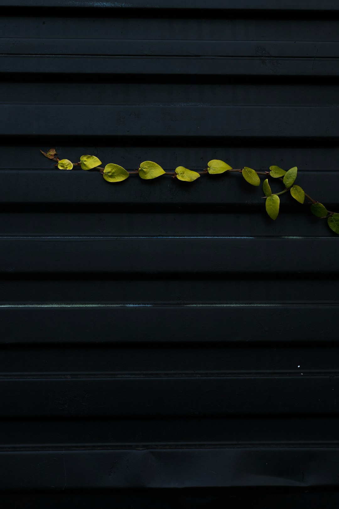 yellow round fruits on black wooden surface