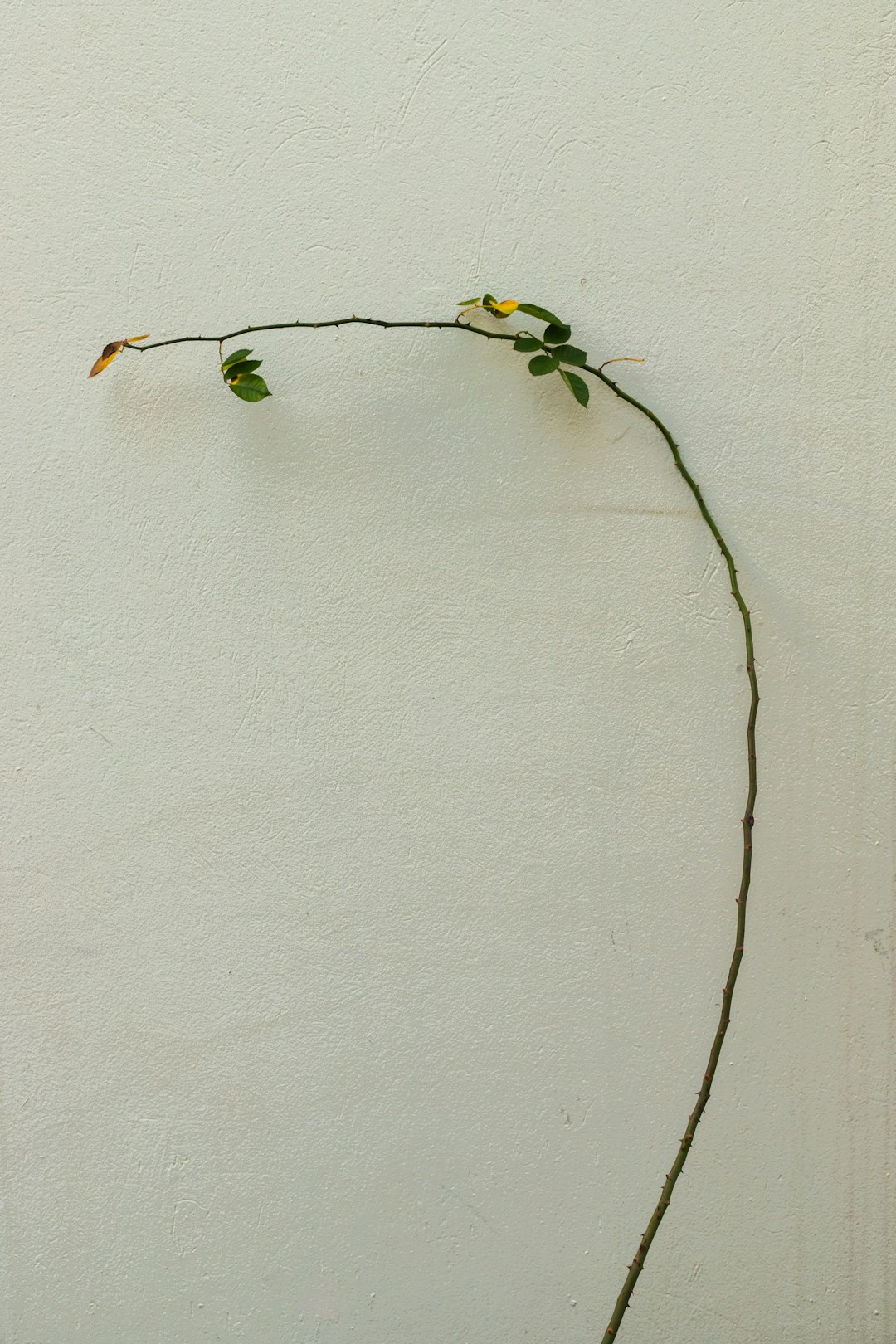 green and yellow flower on white wall