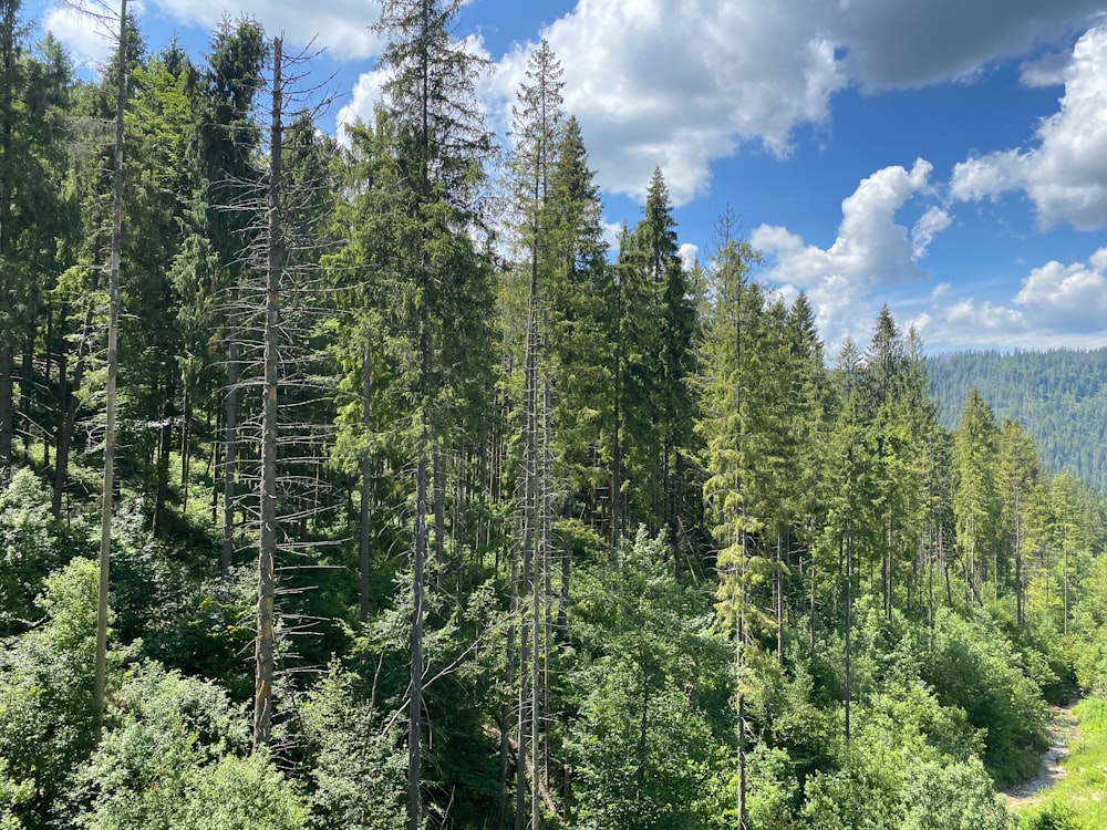 green trees under blue sky and white clouds during daytime