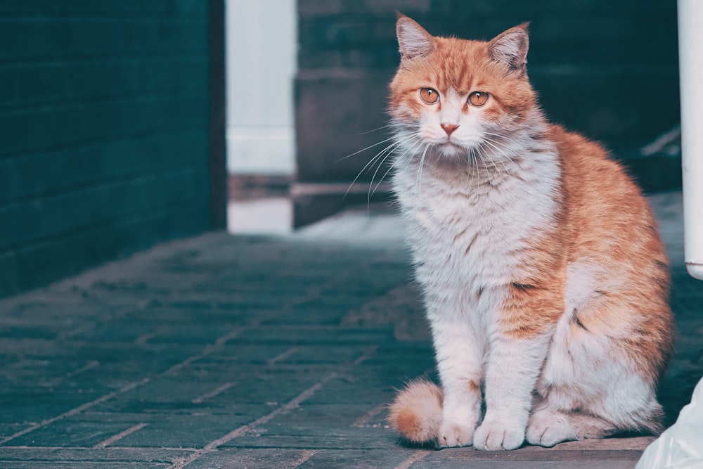 gato tabby laranja e branco no chão de concreto preto e branco