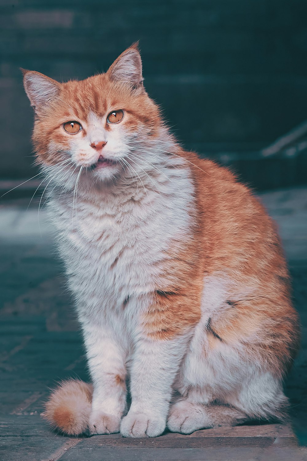 orange and white cat on black wooden table