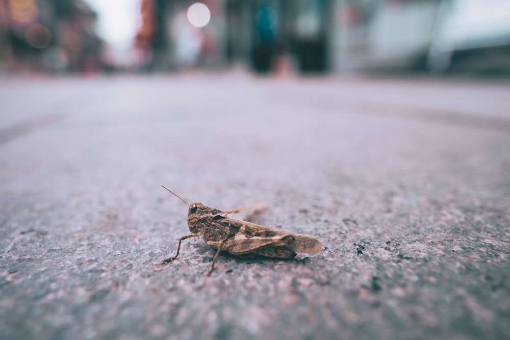 brown grasshopper on gray concrete floor during daytime