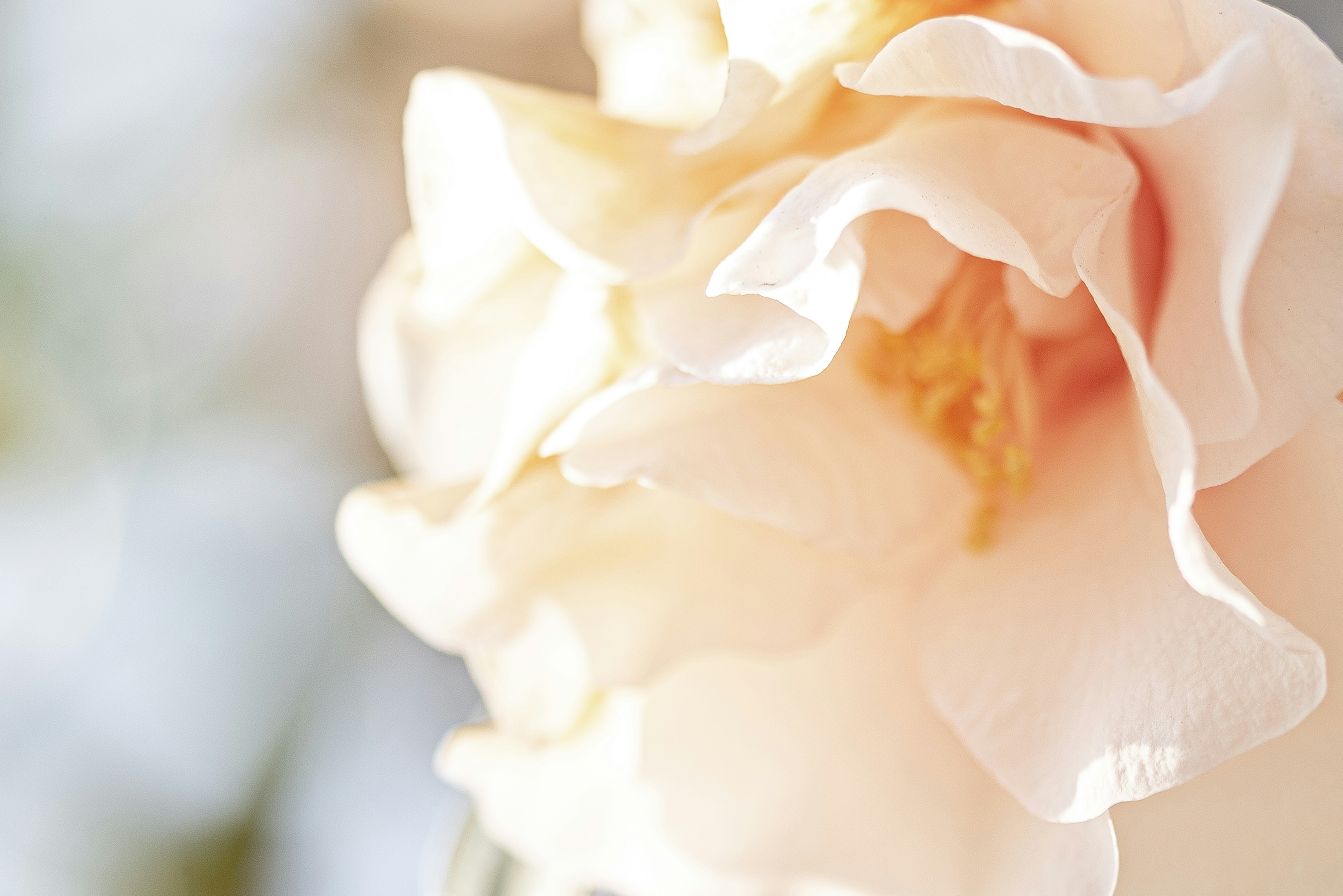 Photo by lauraadaiphoto